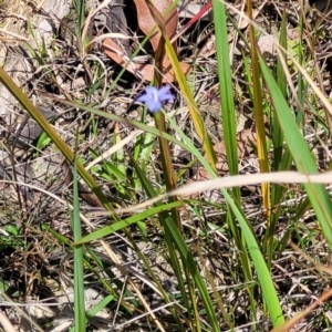 Wahlenbergia stricta subsp. stricta at Nambucca Heads, NSW - 31 Oct 2022 11:14 AM