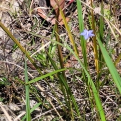 Wahlenbergia stricta subsp. stricta at Nambucca Heads, NSW - 31 Oct 2022 11:14 AM