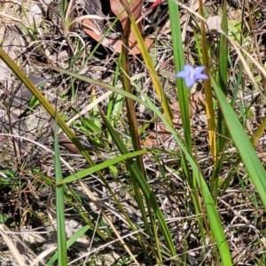 Wahlenbergia stricta subsp. stricta at Nambucca Heads, NSW - 31 Oct 2022 11:14 AM