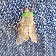 Dasybasis sp. (genus) (A march fly) at Nambucca Heads, NSW - 31 Oct 2022 by trevorpreston