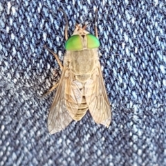 Unidentified March or Horse fly (Tabanidae) (TBC) at Nambucca Heads, NSW - 31 Oct 2022 by trevorpreston