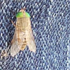 Dasybasis sp. (genus) at Nambucca Heads, NSW - 31 Oct 2022 11:13 AM