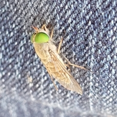 Dasybasis sp. (genus) at Nambucca Heads, NSW - 31 Oct 2022 11:13 AM