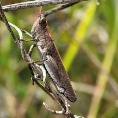 Acrididae sp. (family) (Unidentified Grasshopper) at Nambucca Heads, NSW - 31 Oct 2022 by trevorpreston