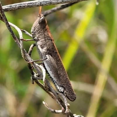 Unidentified Grasshopper (several families) at Nambucca State Forest - 31 Oct 2022 by trevorpreston