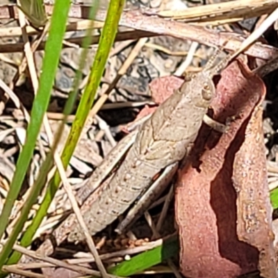 Unidentified Grasshopper (several families) at Nambucca State Forest - 31 Oct 2022 by trevorpreston