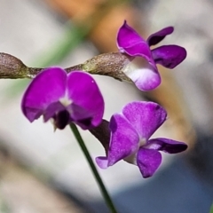 Glycine clandestina (Twining Glycine) at Nambucca State Forest - 31 Oct 2022 by trevorpreston