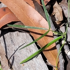 Glycine clandestina at Nambucca Heads, NSW - 31 Oct 2022