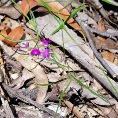 Glycine clandestina at Nambucca Heads, NSW - 31 Oct 2022