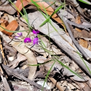 Glycine clandestina at Nambucca Heads, NSW - 31 Oct 2022 11:05 AM