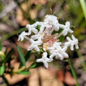 Pimelea linifolia at Nambucca Heads, NSW - 31 Oct 2022