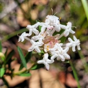 Pimelea linifolia at Nambucca Heads, NSW - 31 Oct 2022 11:04 AM