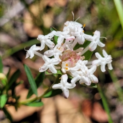 Pimelea linifolia (Slender Rice Flower) at Nambucca State Forest - 31 Oct 2022 by trevorpreston