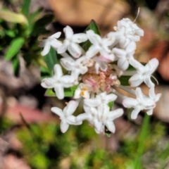 Pimelea linifolia at Nambucca Heads, NSW - 31 Oct 2022 11:04 AM