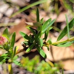Pimelea linifolia at Nambucca Heads, NSW - 31 Oct 2022