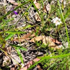 Pimelea linifolia at Nambucca Heads, NSW - 31 Oct 2022