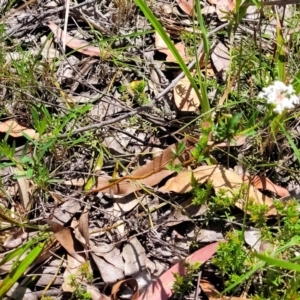 Pimelea linifolia at Nambucca Heads, NSW - 31 Oct 2022