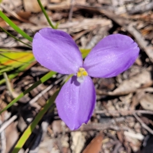 Patersonia sericea at Nambucca Heads, NSW - 31 Oct 2022