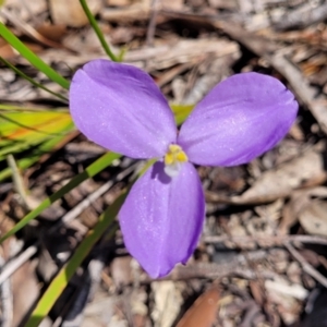 Patersonia sericea at Nambucca Heads, NSW - 31 Oct 2022 11:03 AM