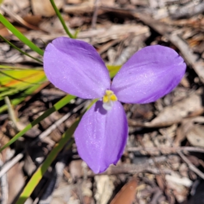 Patersonia sericea (Silky Purple-flag) at Nambucca Heads, NSW - 31 Oct 2022 by trevorpreston