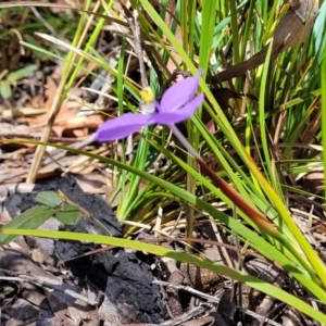 Patersonia sericea at Nambucca Heads, NSW - 31 Oct 2022