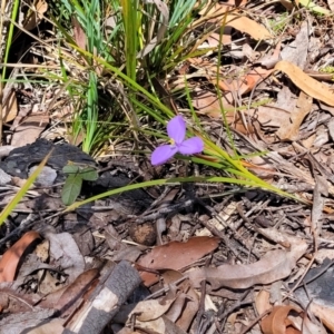 Patersonia sericea at Nambucca Heads, NSW - 31 Oct 2022