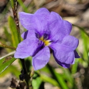 Dampiera stricta at Nambucca Heads, NSW - 31 Oct 2022