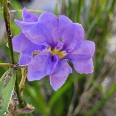 Dampiera stricta at Nambucca Heads, NSW - 31 Oct 2022