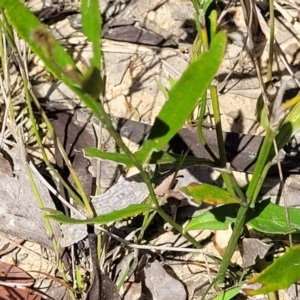 Dampiera stricta at Nambucca Heads, NSW - 31 Oct 2022