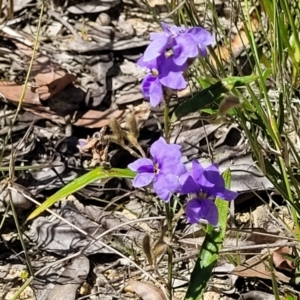 Dampiera stricta at Nambucca Heads, NSW - 31 Oct 2022