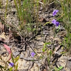 Dampiera stricta at Nambucca Heads, NSW - 31 Oct 2022 10:59 AM