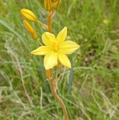 Bulbine bulbosa (Golden Lily, Bulbine Lily) at Tennent, ACT - 28 Oct 2022 by Portia