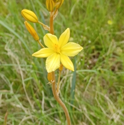 Bulbine bulbosa (Golden Lily) at Tennent, ACT - 28 Oct 2022 by Portia