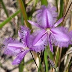 Thysanotus tuberosus (Common Fringe-lily) at Nambucca Heads, NSW - 30 Oct 2022 by trevorpreston