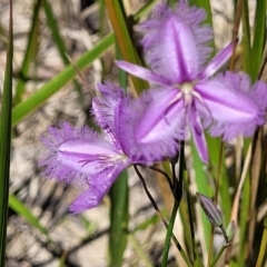 Thysanotus tuberosus at Nambucca Heads, NSW - 31 Oct 2022