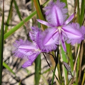 Thysanotus tuberosus at Nambucca Heads, NSW - 31 Oct 2022