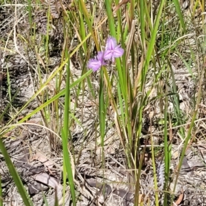 Thysanotus tuberosus at Nambucca Heads, NSW - 31 Oct 2022