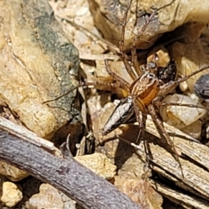 Oxyopes (genus) at Nambucca Heads, NSW - 31 Oct 2022 10:57 AM