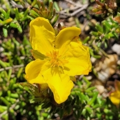 Hibbertia riparia (Erect Guinea-flower) at Nambucca State Forest - 31 Oct 2022 by trevorpreston