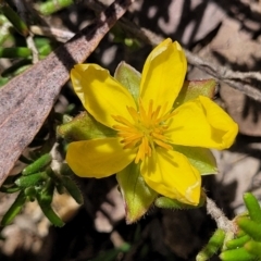 Hibbertia riparia at Nambucca Heads, NSW - 31 Oct 2022 10:56 AM