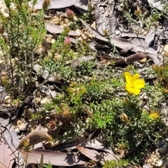 Hibbertia riparia at Nambucca Heads, NSW - 31 Oct 2022 10:56 AM