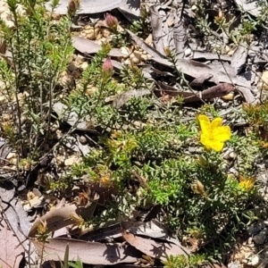 Hibbertia riparia at Nambucca Heads, NSW - 31 Oct 2022