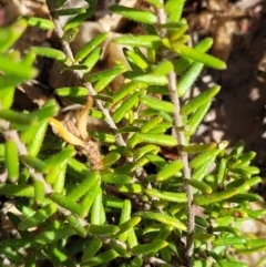 Hibbertia riparia at Nambucca Heads, NSW - 31 Oct 2022 10:56 AM