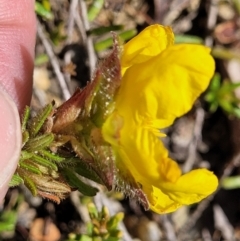 Hibbertia riparia at Nambucca Heads, NSW - 31 Oct 2022