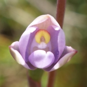 Thelymitra pauciflora at Tennent, ACT - 27 Oct 2022