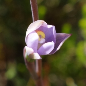 Thelymitra pauciflora at Tennent, ACT - suppressed