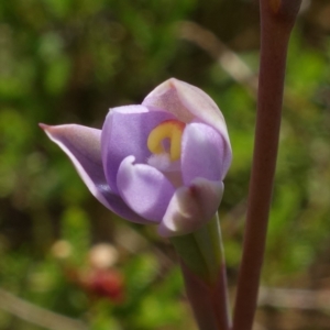 Thelymitra pauciflora at Tennent, ACT - suppressed