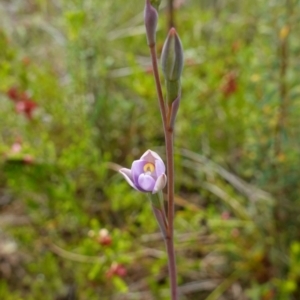 Thelymitra pauciflora at Tennent, ACT - suppressed