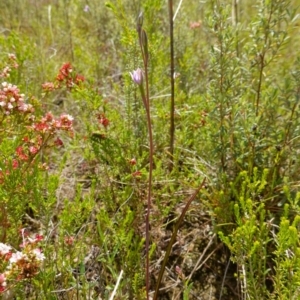 Thelymitra pauciflora at Tennent, ACT - suppressed