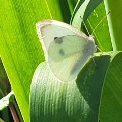 Pieris rapae (Cabbage White) at Nambucca Heads, NSW - 30 Oct 2022 by trevorpreston